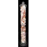 Conchology - interior design, a tall cylindrical clear glass jar with South American, African and