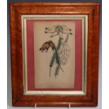 Interior Decoration - a 19th century botanical print, maple frame, 33cm x 27.5cm overall