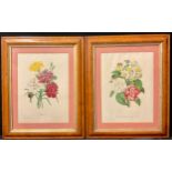 Interior Decoration - a pair of 19th century botanical prints, maple frames, 52cm x 42.5cm overall