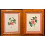 Interior Decoration - a pair of 19th century botanical prints, maple frames, 52cm x 42.5cm overall