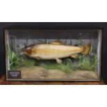 Taxidermy - a trout, naturalistically mounted, glazed ebonised case, the case 38.5cm high, 68.5cm