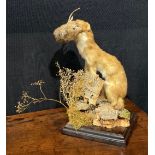 Taxidermy - a stoat holding a field mouse, its prey, in its mouth, naturalistic mounted, standing