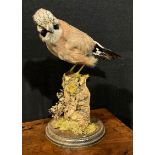 Taxidermy - a Eurasian jay, naturalistically mounted, perched on a mossy branch, circular base, 32.