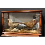 Taxidermy - a Victorian diorama, a pair of pheasants, naturalistically mounted, glazed mahogany