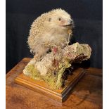 Taxidermy - a hedgehog, naturalistically mounted, standing on a mossy log, square base, 25cm high