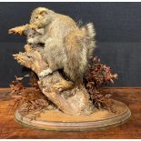 Taxidermy - a grey squirrel, naturalistically mounted, climbing a branch, oval base, 31cm high