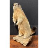 Taxidermy - an alpine marmot, naturalistically mounted,