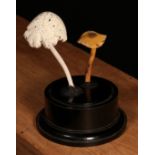 A painted softwood fungi specimen model, mounted for display, 16cm high overall