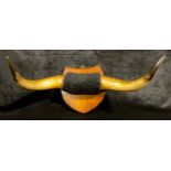 Taxidermy - a pair of cattle horns, oak shield mount, 68cm wide