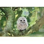 Pollyanna Pickering (1942-2018) Owl Chick signed, gouache, 29cm x 42.5cm