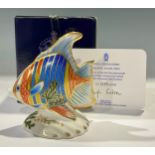 A Royal Crown Derby paperweight, Pacific Angel Fish, from the Tropical Fish Series, limited