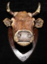 Taxidermy - an early 20th century cow head, shield-shaped mount, 63cm high