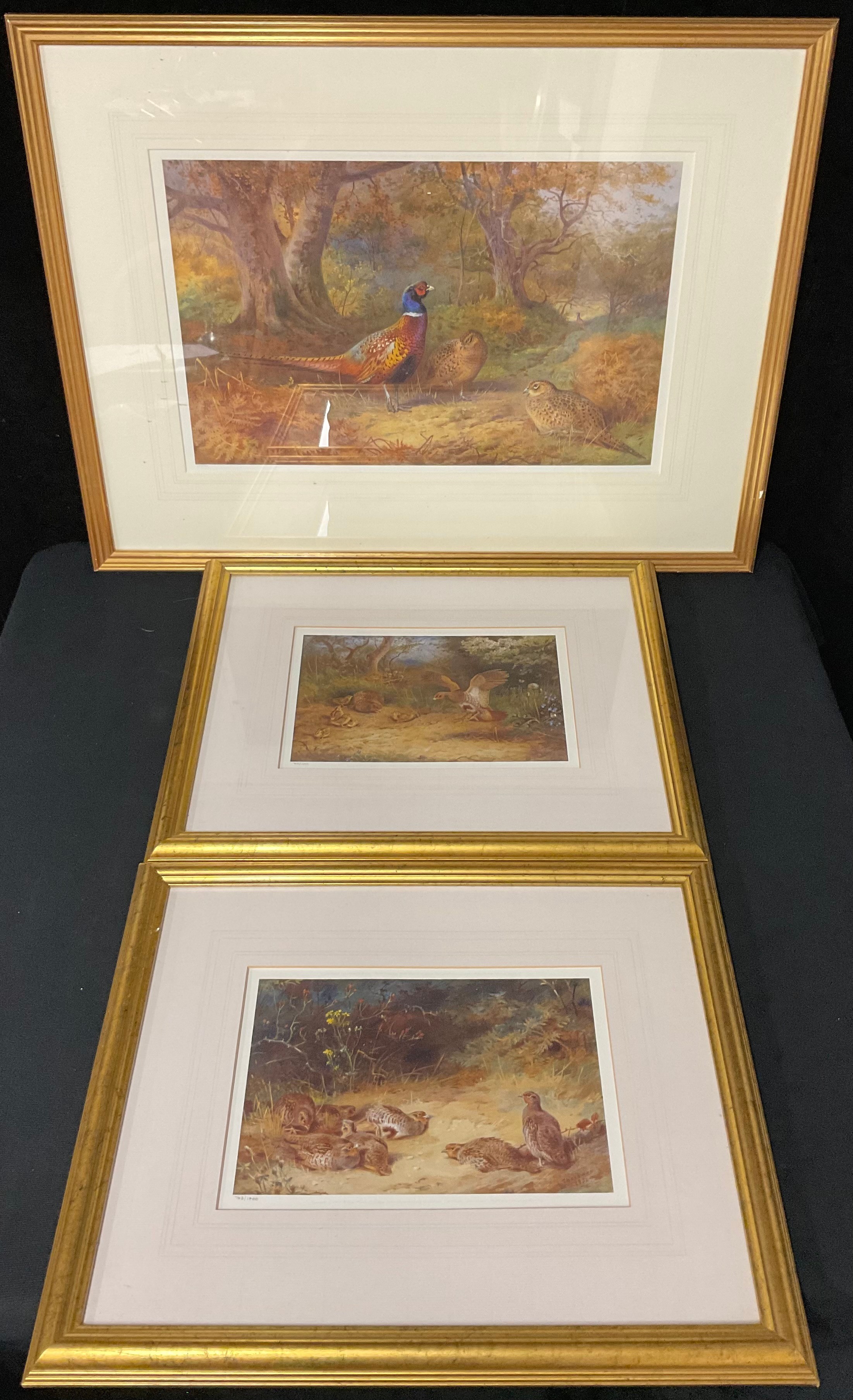 Pictures and Prints - three Archibald Thorburn limited edition Game Bird prints (3)