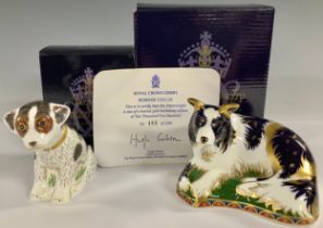 A Royal Crown Derby paperweight, Border Collie, gold backstamp limited edition, 488/2,500, signed in