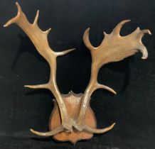 Taxidermy - a pair of stag antlers, oak shield mount, 55cm high overall