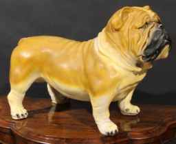 A large early to mid-20th century plaster model of a bull dog, probably a shop window promotional