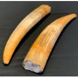 A pair of Marine ivory walrus tusks, approx 30cm long (2)
