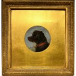 George Armfield Head of a Terrier signed, oil on panel, 12cm circular.