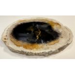 A Petrified Palm wood slice, Palmoxylon fossil, late Cretaceous/Miocene period, 84.9-11.6 million