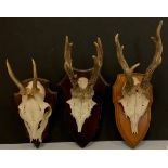 Natural History - Three graduated Roe Deer antler pairs, illustrating various seasonal stages of