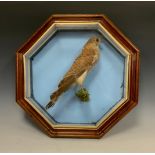 Taxidermy - female Kestrel, resting on a branch, octagonal wall mounting case, 46cm diameter overall