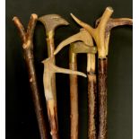 A tall walking stick, antler handle, others, one with Eagle head handle, longest approx 140cm
