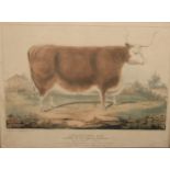 The Agricultural Revolution - G Tredegar (pub), Hereford Ox, Property of the Earl of Warwick,