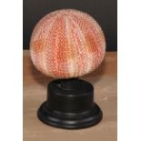 Natural History - a sea urchin, mounted for display, 16cm high