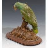 Taxidermy - a yellow-crowned Amazon parrot, naturalistically mounted, perched on a moss and lichen