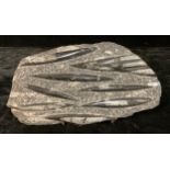 Natural History - an orthoceras fossil cluster, 33cm x 18cm