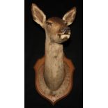 Taxidermy - A Red Deer doe, mounted on a shield-shaped plaque, 85cm high x 37cm wide