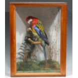 Taxidermy - An Eastern Rosella, naturalistically perched, feeding, glazed pine cabinet, 42.5cm x