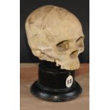 Medical - Anatomy - an early 20th century doctor's plaster anatomical model, of a human skull,