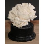 Natural History - a large coral specimen, mounted for display, 21cm diam