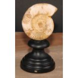 Natural History - Paleontology - an ammonite fossil, mounted for display, 15cm high overall