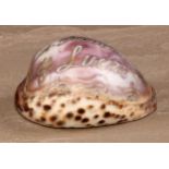 A sailor's souvenir cameo cowrie shell, the conchological sweetheart valentine carved in relief A