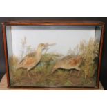 Taxidermy - a pair of corncrake, naturalistic setting with dried grasses, mahogany case, ebonised