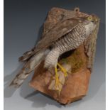 Taxidermy - a sparrow hawk, naturalistically mounted, perching on a branch, wall mounted, 32cm high