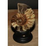 Natural History - Paleontology - an ammonite section, cut and polished, mounted for display, 16cm