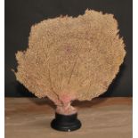 Natural History - a fan coral specimen, mounted for display, 33cm high