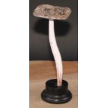 Natural History - Mycology - a painted model of fungus specimen, mounted for display, 25cm high