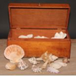 Conchology - a collection of sea shells and maritime specimens, the box 35.5cm wide