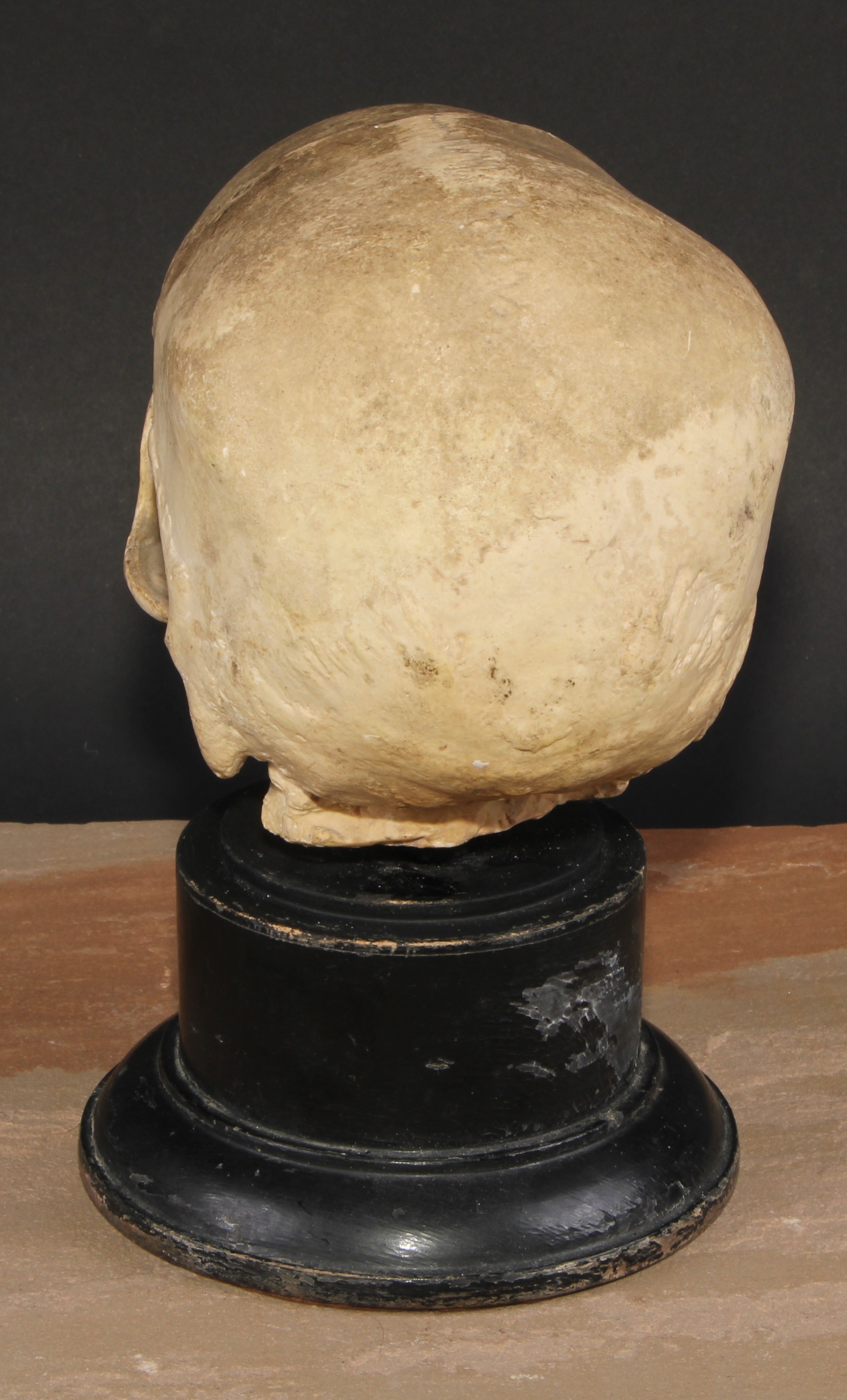 Medical - Anatomy - an early 20th century doctor's plaster anatomical model, of a human skull, - Image 3 of 3