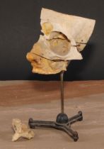 Medical Interest - Anatomy - a 19th century didactic specimen section of a human skull, cut to