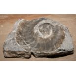 Natural History - Paleontology - an ammonite fossil, 27cm x 22cm