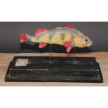 Natural History - a preserved fish specimen, mounted for display, the stand 31cm wide