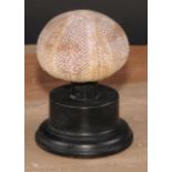 Natural History - a sea urchin, mounted for display, 12cm high overall
