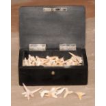 Natural History - a collection of fossilized shark's teeth, the ebony box 10.5cm wide
