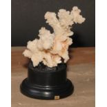 Natural History - a coral specimen, mounted for display, 15cm high overall