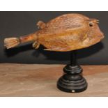 Natural History - a box fish (ostraciidae) specimen, mounted for display, 27cm high overall